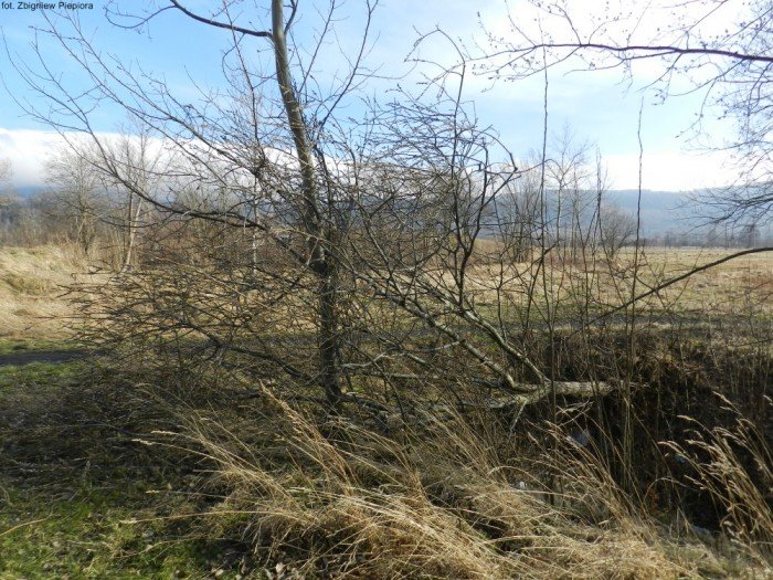 wichura-narobia-wiele-szkod-gownie-w-kowarach-foto-50550