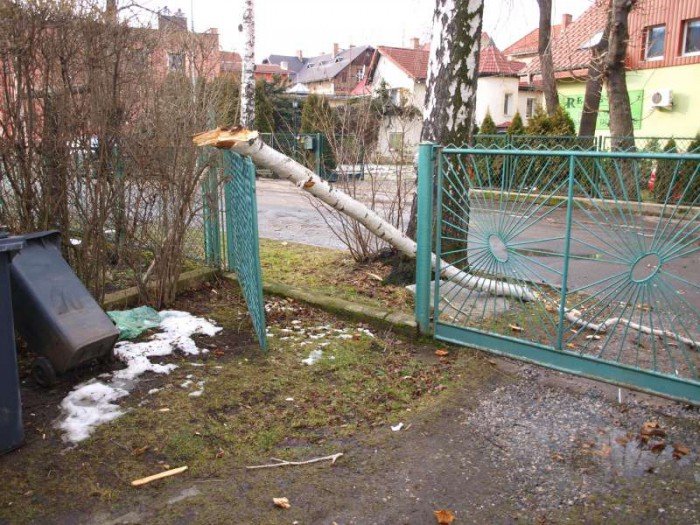czytelniczka-kiedy-usuna-niebezpieczne-drzewa-foto-50587
