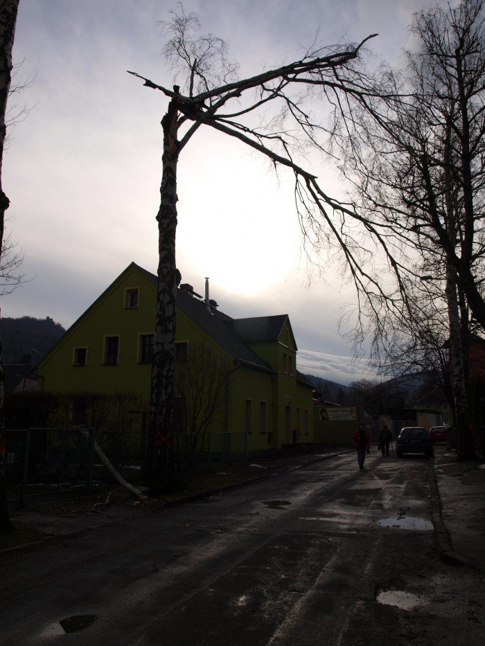 czytelniczka-kiedy-usuna-niebezpieczne-drzewa-foto-50587