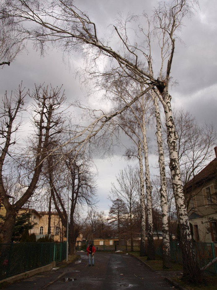czytelniczka-kiedy-usuna-niebezpieczne-drzewa-foto-50587