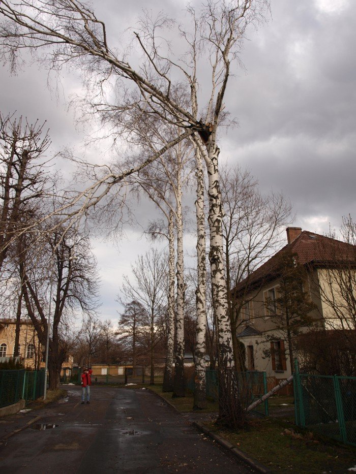 czytelniczka-kiedy-usuna-niebezpieczne-drzewa-foto-50587