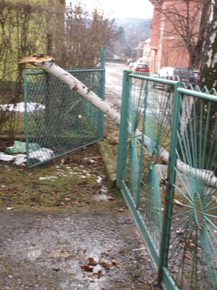 czytelniczka-kiedy-usuna-niebezpieczne-drzewa-foto-50587