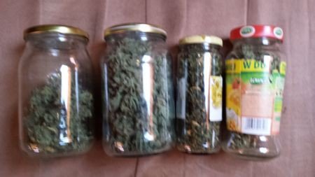uprawa-konopi-indyjskich-zlikwidowana-foto-50645