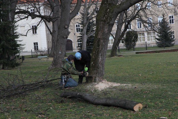 znikaja-drzewa-z-parku-zdrojowego-foto-50723