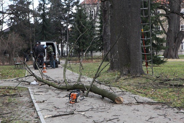 znikaja-drzewa-z-parku-zdrojowego-foto-50723