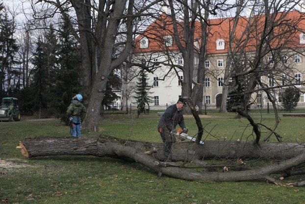 znikaja-drzewa-z-parku-zdrojowego-foto-50723