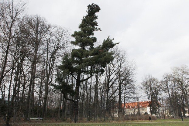 znikaja-drzewa-z-parku-zdrojowego-foto-50723