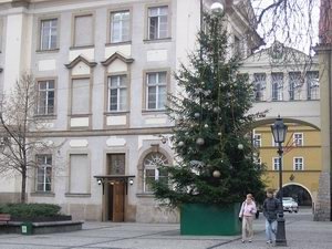 choinka-w-rynku-juz-ubrana-5107