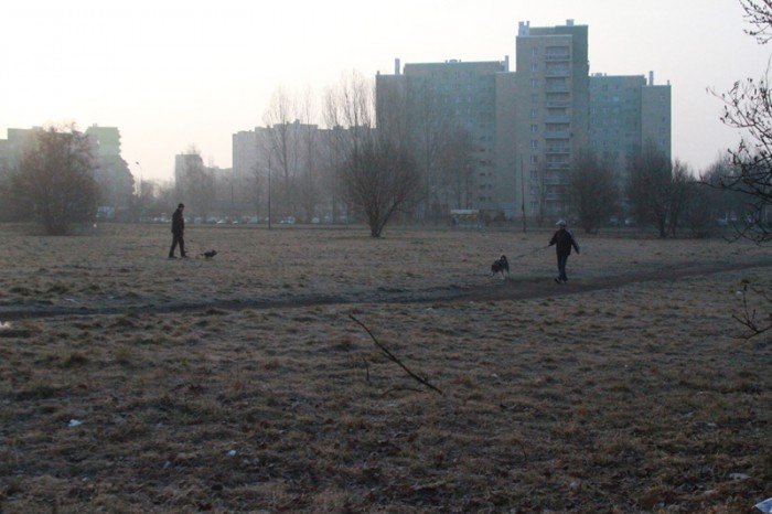 psia-inwestycja-mao-skuteczna-foto-51185