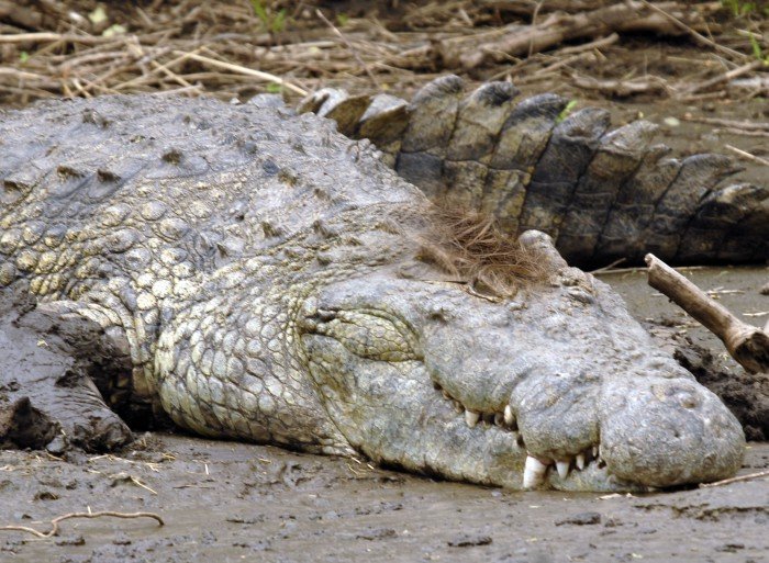 aligator-himalajski-w-naszym-zoo-51497
