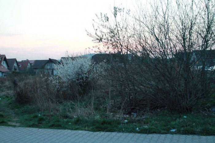 kto-wykosi-te-chaszcze-foto-51545