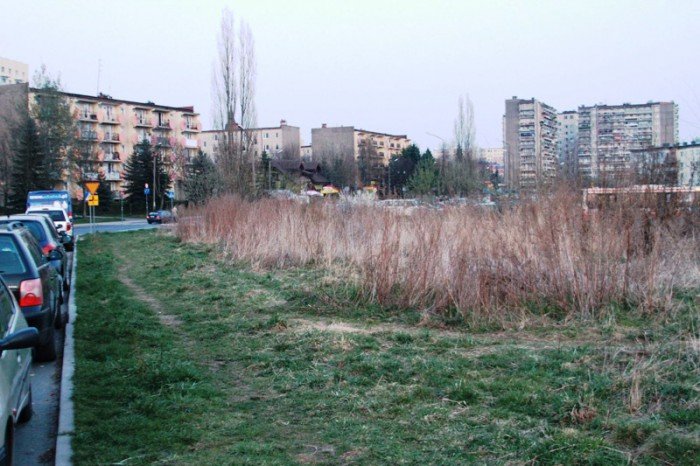 kto-wykosi-te-chaszcze-foto-51545