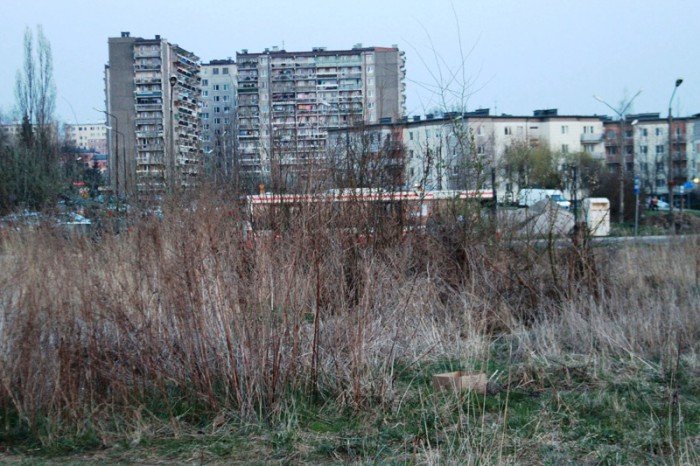 kto-wykosi-te-chaszcze-foto-51545