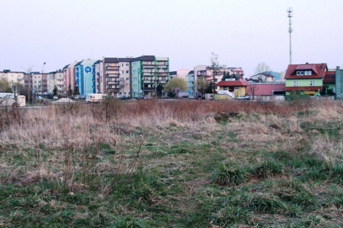 kto-wykosi-te-chaszcze-foto-51545