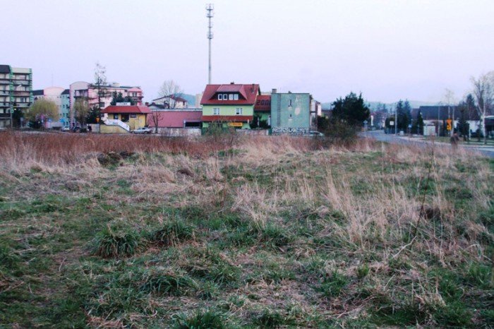 kto-wykosi-te-chaszcze-foto-51545