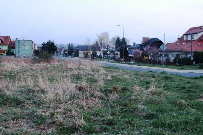 kto-wykosi-te-chaszcze-foto-51545