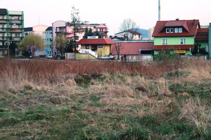 kto-wykosi-te-chaszcze-foto-51545