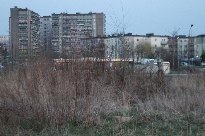 kto-wykosi-te-chaszcze-foto-51545