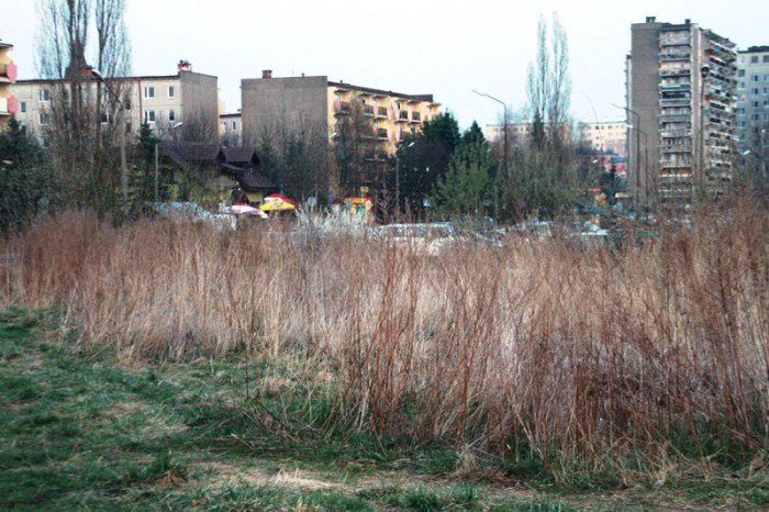 kto-wykosi-te-chaszcze-foto-51545