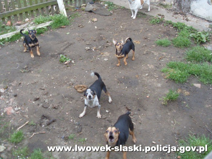 hodowa-psy-w-zych-warunkach-foto-51612