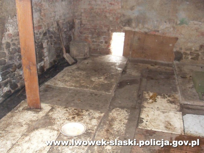 hodowa-psy-w-zych-warunkach-foto-51612