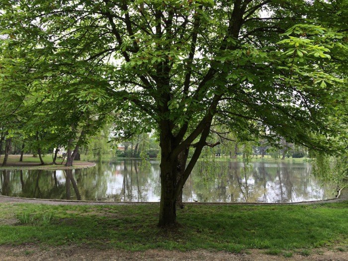 piekny-park-wymaga-wielu-zabiegow-codziennie-foto-51957