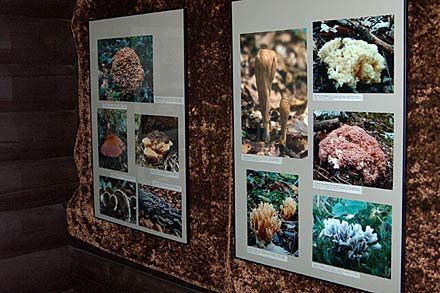 ... zawdzięczamy głównie autorowi, sposobność corocznego oglądania wystawy świeżych grzybów organizowanej przez Muzeum w jeden z wrześniowych weekendów.