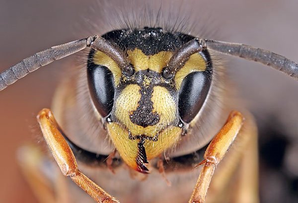Vespula vulgaris: osa pospolita.