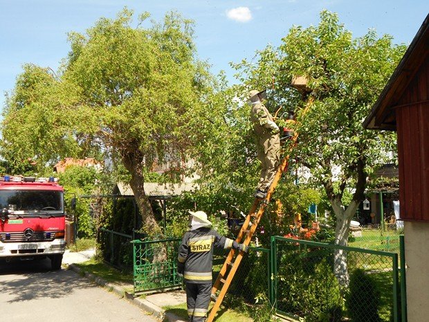 roj-pszczo-na-sonecznej-foto-52262