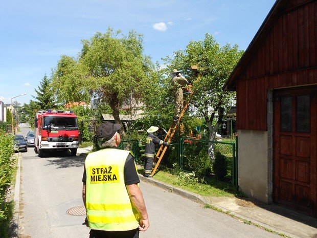 roj-pszczo-na-sonecznej-foto-52262