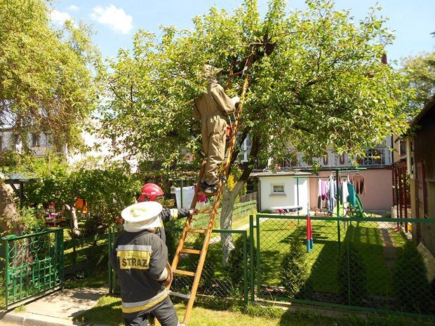 roj-pszczo-na-sonecznej-foto-52262