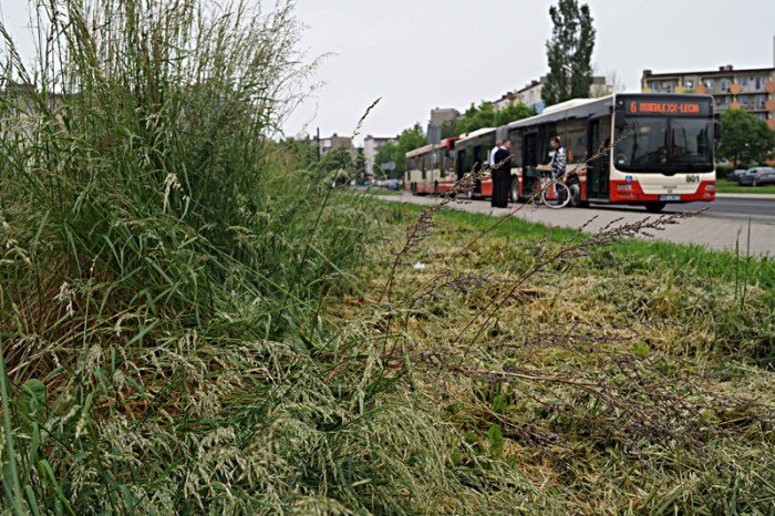 wasciciel-placu-na-zabobrzu-iii-wykosi-chaszcze-foto-52359