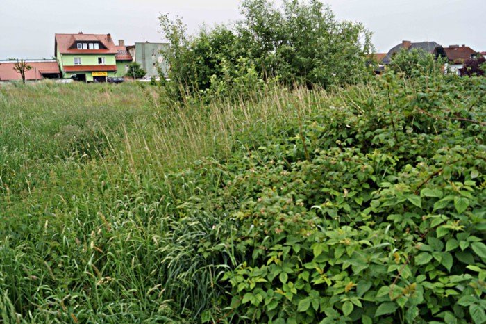 wasciciel-placu-na-zabobrzu-iii-wykosi-chaszcze-foto-52359