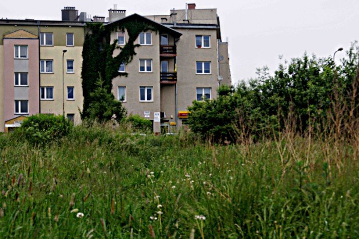 wasciciel-placu-na-zabobrzu-iii-wykosi-chaszcze-foto-52359