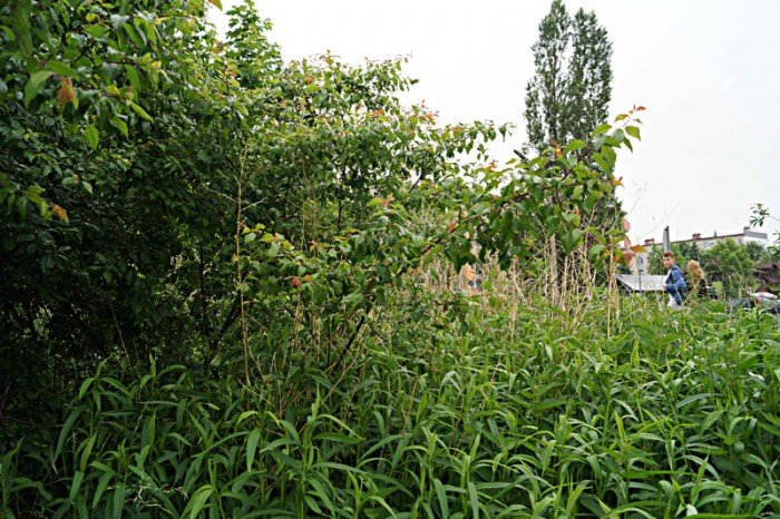 wasciciel-placu-na-zabobrzu-iii-wykosi-chaszcze-foto-52359