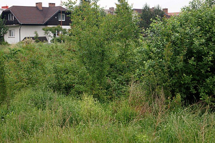 wasciciel-placu-na-zabobrzu-iii-wykosi-chaszcze-foto-52359