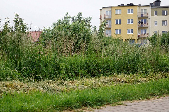 wasciciel-placu-na-zabobrzu-iii-wykosi-chaszcze-foto-52359