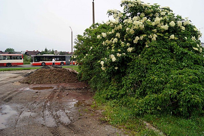 wasciciel-placu-na-zabobrzu-iii-wykosi-chaszcze-foto-52359