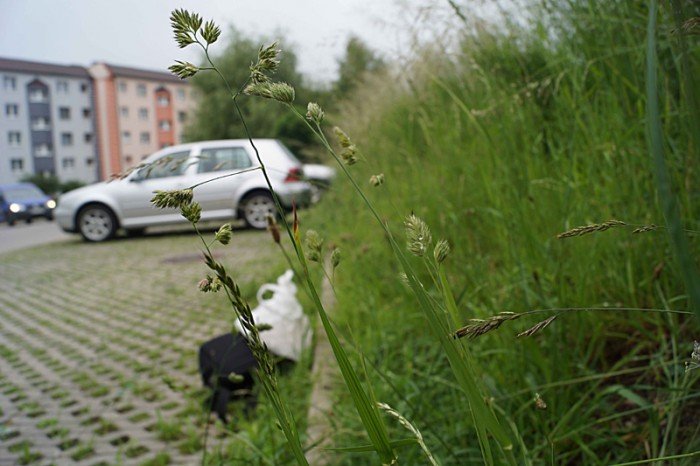 wasciciel-placu-na-zabobrzu-iii-wykosi-chaszcze-foto-52359