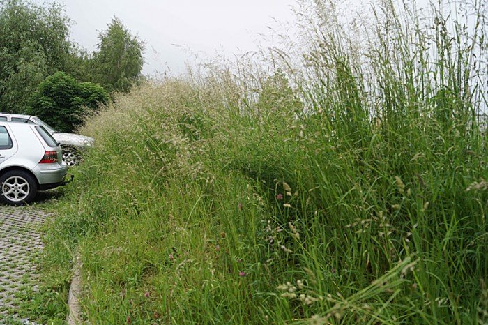 wasciciel-placu-na-zabobrzu-iii-wykosi-chaszcze-foto-52359