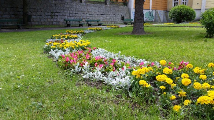 jelenia-gora-miastem-15-tysiecy-kwiatow-foto-52485
