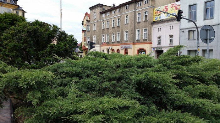 jelenia-gora-miastem-15-tysiecy-kwiatow-foto-52485