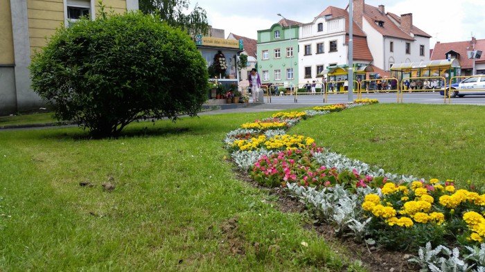 jelenia-gora-miastem-15-tysiecy-kwiatow-foto-52485