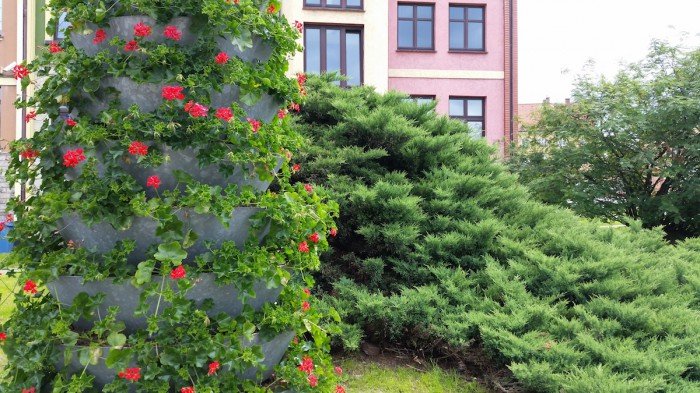 jelenia-gora-miastem-15-tysiecy-kwiatow-foto-52485