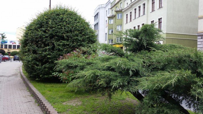 jelenia-gora-miastem-15-tysiecy-kwiatow-foto-52485