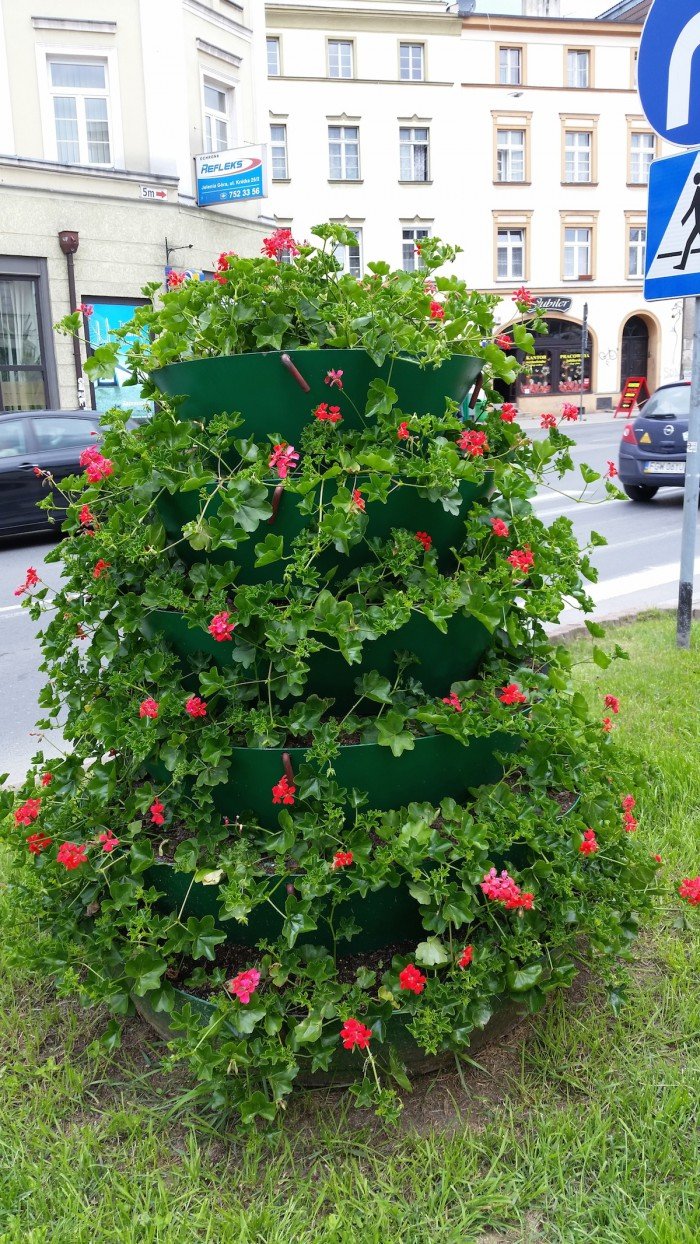 jelenia-gora-miastem-15-tysiecy-kwiatow-foto-52485