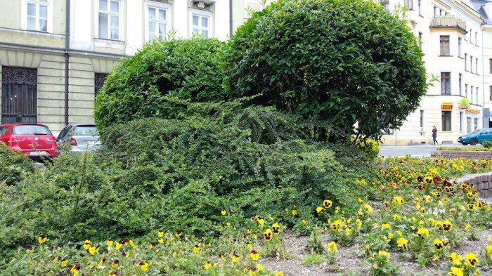 jelenia-gora-miastem-15-tysiecy-kwiatow-foto-52485