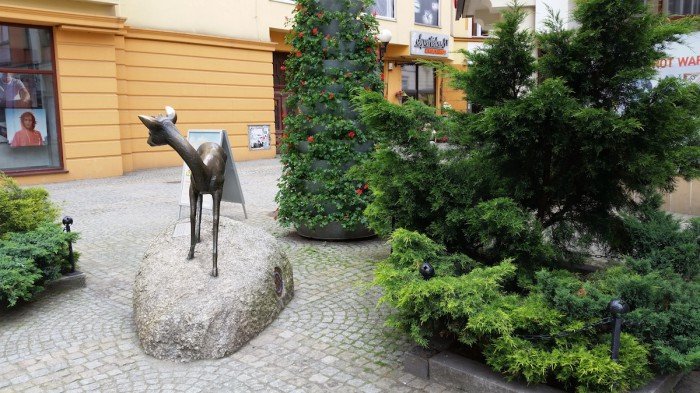 jelenia-gora-miastem-15-tysiecy-kwiatow-foto-52485