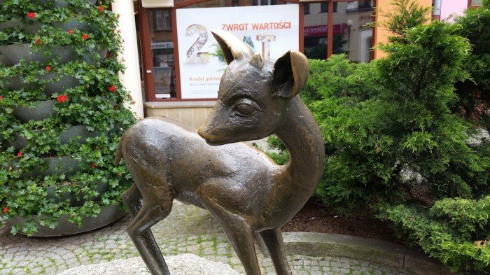 jelenia-gora-miastem-15-tysiecy-kwiatow-foto-52485