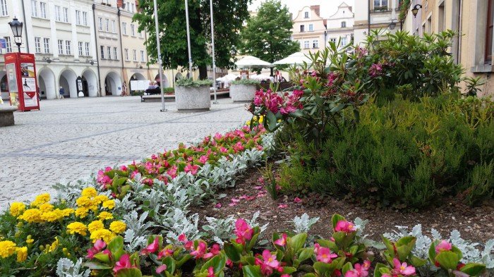 jelenia-gora-miastem-15-tysiecy-kwiatow-foto-52485